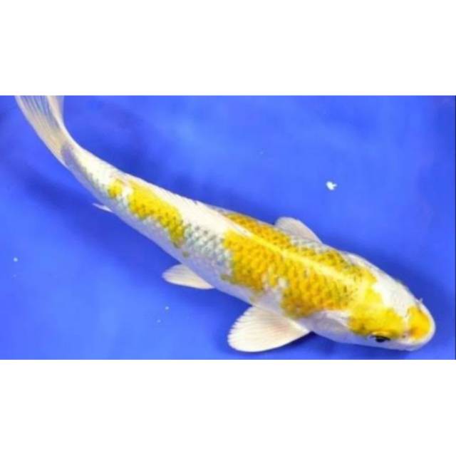  Ikan  koi warna  Kuning  cantik Ikan  Hias Ukuran S 7 CM 