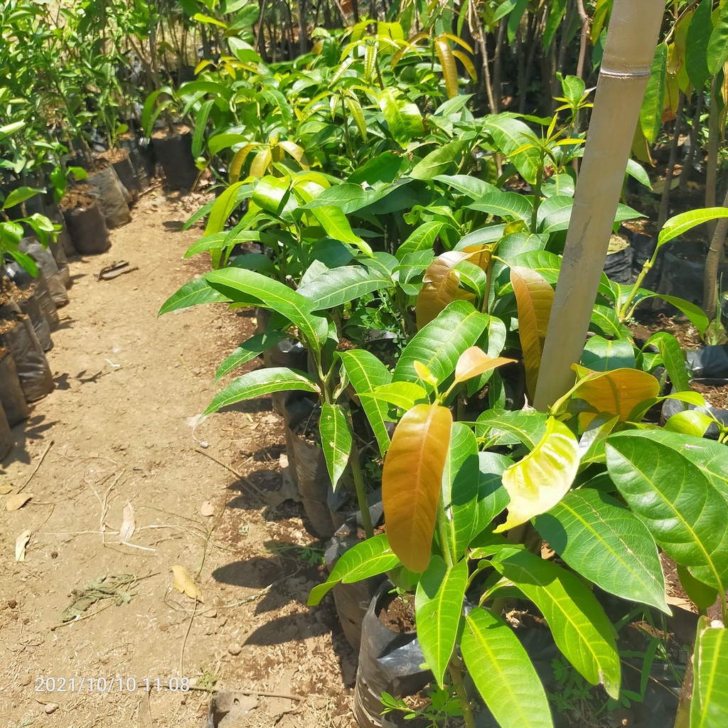 Mangga Pelangi Mahachanok || Bibit Mangga Pelangi