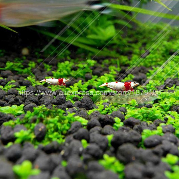 Bibit Rumput Air Dekorasi Aquarium Landscape Ornament Lucky Clover