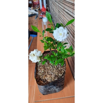 TANAMAN HIAS BUNGA MELATI TUSCANY/MELATI TELUR/MELATI BUNGA TUMPUK