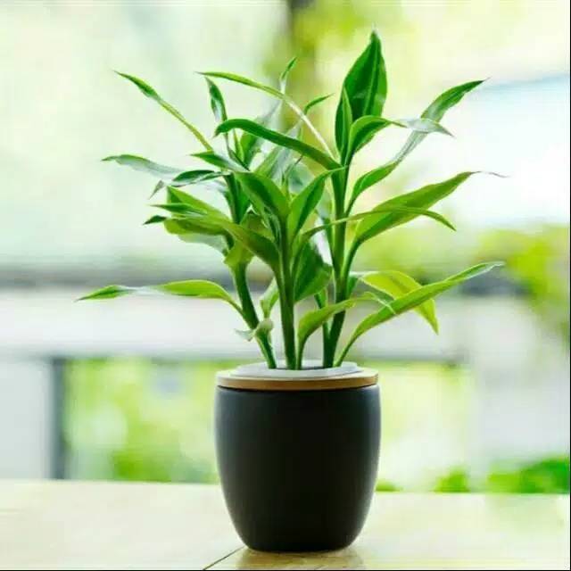 Bibit Bambu Rejeki/Hockey Hole Bambu cina