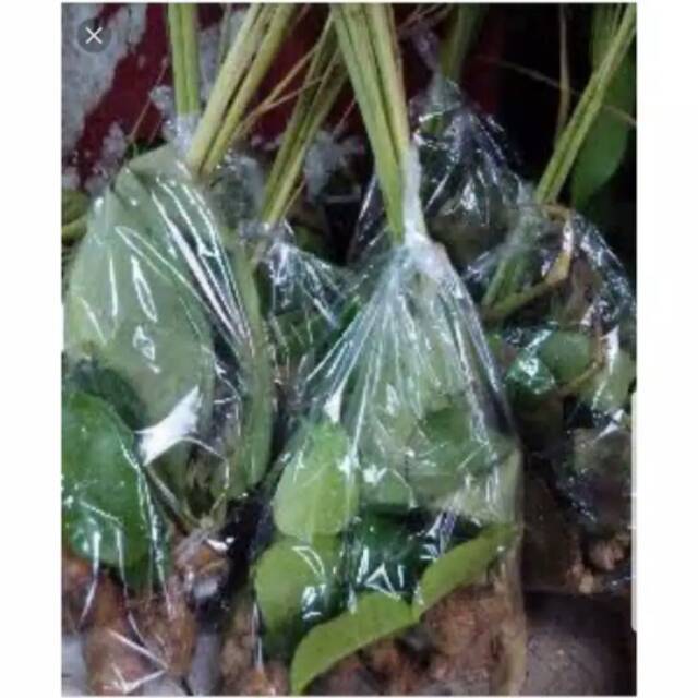 

Bumbu dapur