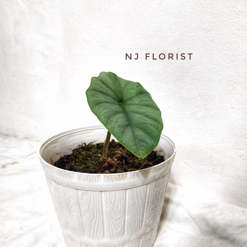 alocasia melo badak kapuas