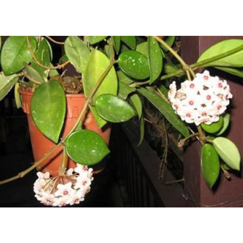 paket 5 Hoya,Hoya merah,Hoya putih,Hoya cumigiana,Hoya major dan Hoya mini