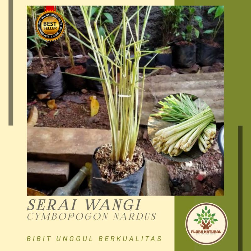 Bibit tanaman serai wangi Pohon serai wangi / sereh wangi