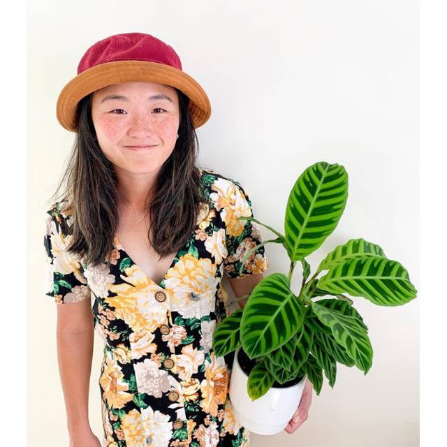 Tanaman hias calathea zebrina / tanaman calathea zebrina / calathea zebrina / tanaman hidup calathea