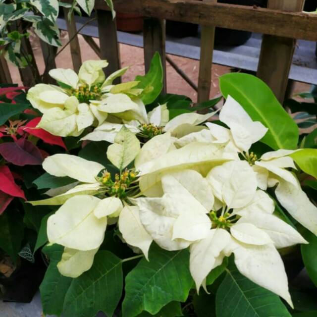 Tanaman hias kastuba euporbia putih/kastuba putih