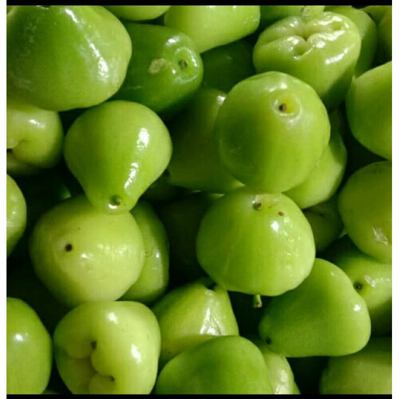 

Jambu air hijau 1 kg