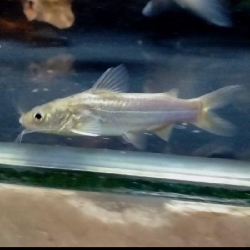 Ikan Lundu / Keting Hidup size 5-7 cm 1 pck isi 20 ekor