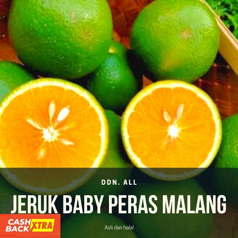 

jeruk baby peras malang (stok masih kosong di kebun)