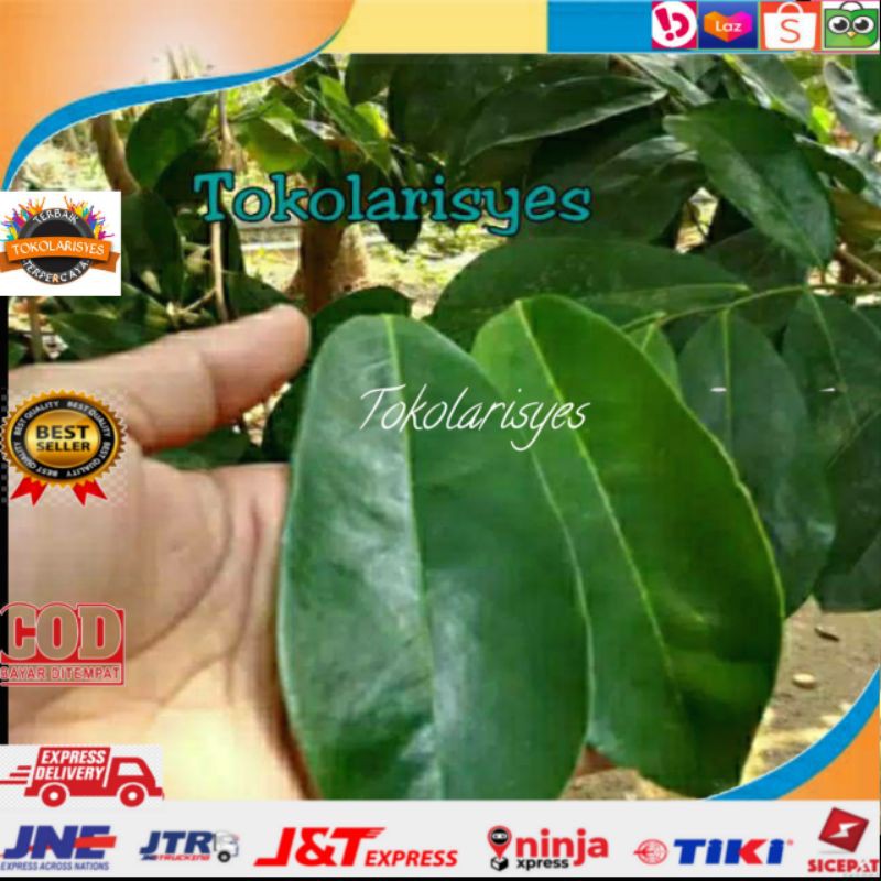 

Daun sirsak perlembar fresh