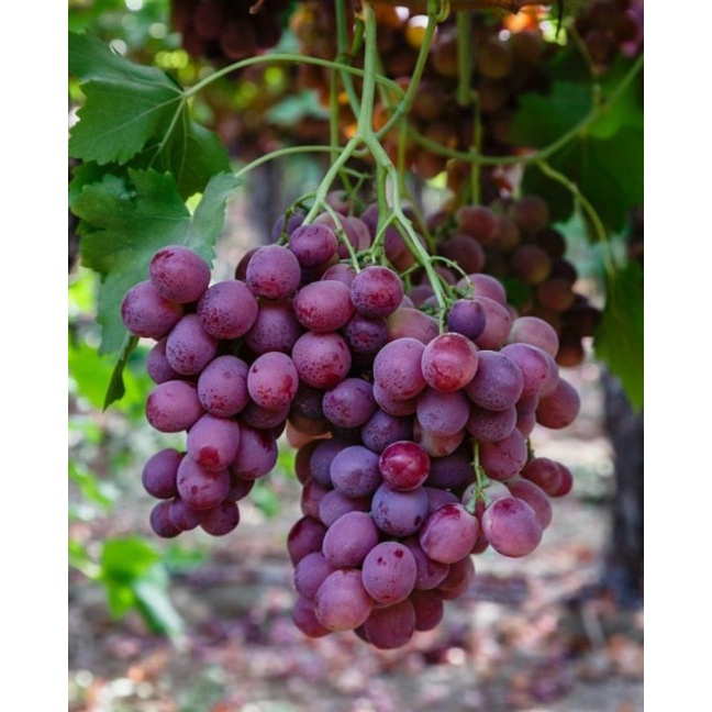 Bibit Anggur Merah Manis