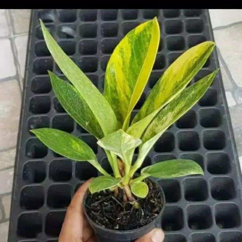 tanaman hias antorium jemani cobra variegata