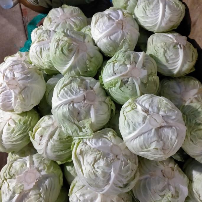 

BEST SELLER SAYUR KOL 5KG SALE