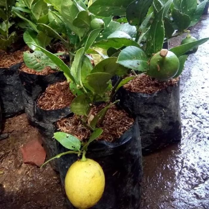 Bibit Jeruk Lemon Jumbo