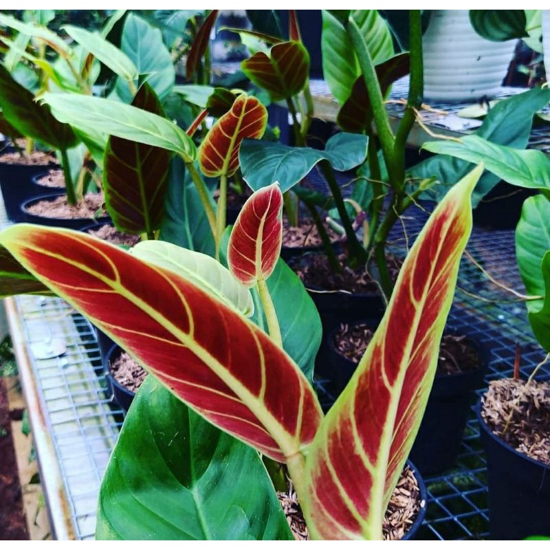 philodendron subhastatum varigata / philo subhastatum variegata