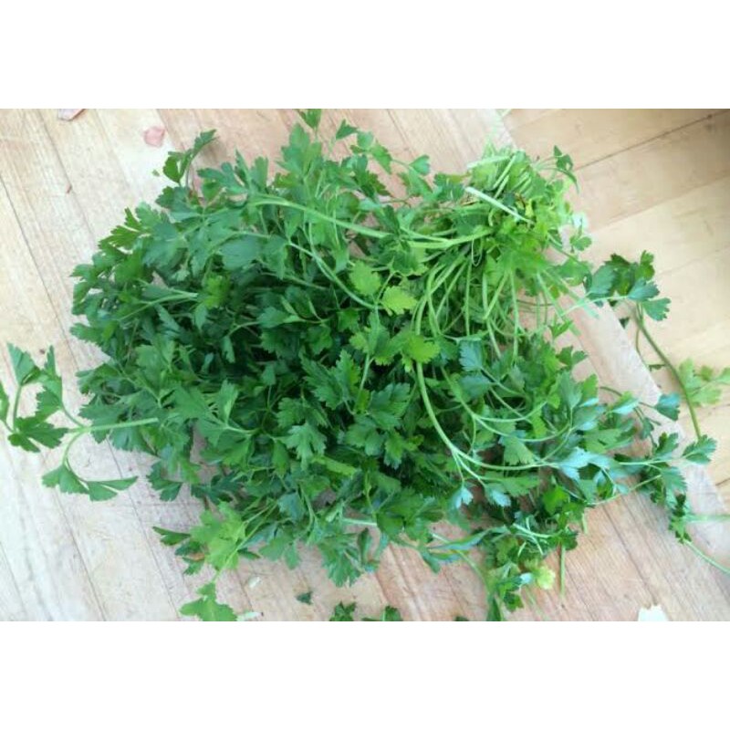 Benih Herbal Daun Parsley Moss Curled Benih Parsley Peterseli Keriting