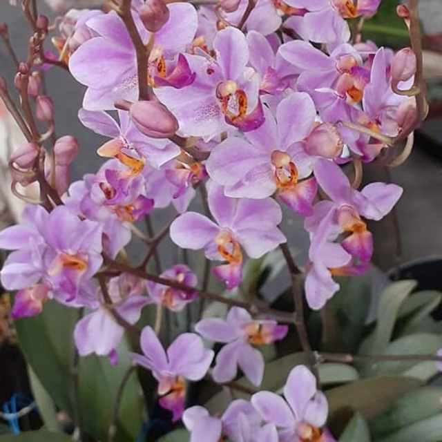 Anggrek bulan mini/ anggrek doritis