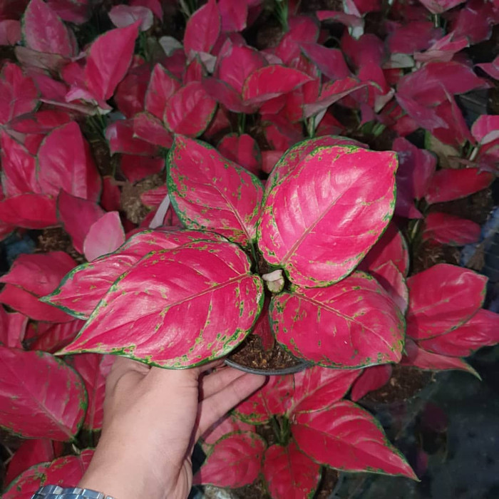 Tanaman Hias Aglonema Red Heart