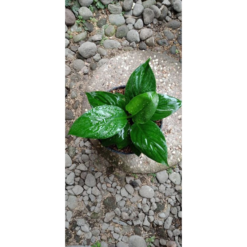 sepatu filum bangkok