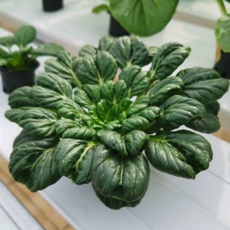 

Sawi Pagoda Organik || 200gram || Organic Veggies Sayuran