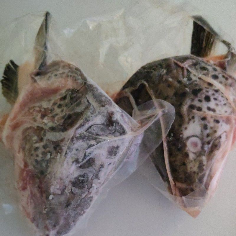 

KEPALA SALMON TROUT 1PACK