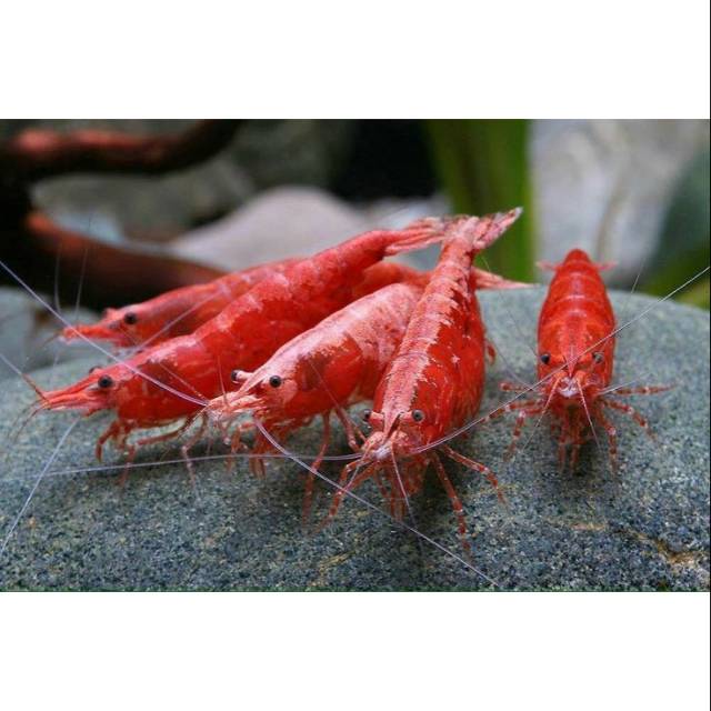 

Udang red cherry
