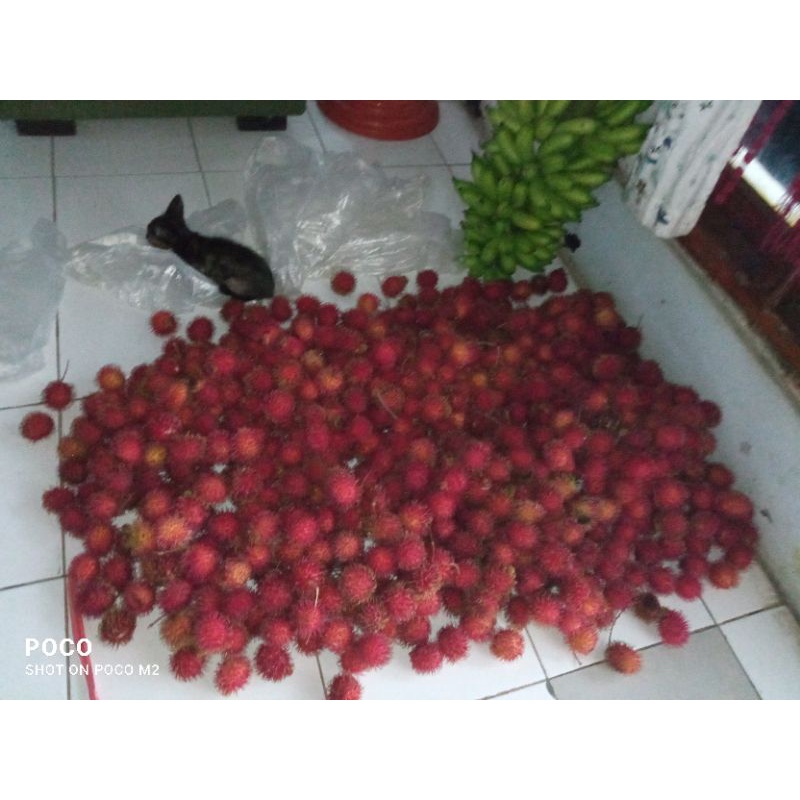 

Rambutan/ace fresh ngelontok