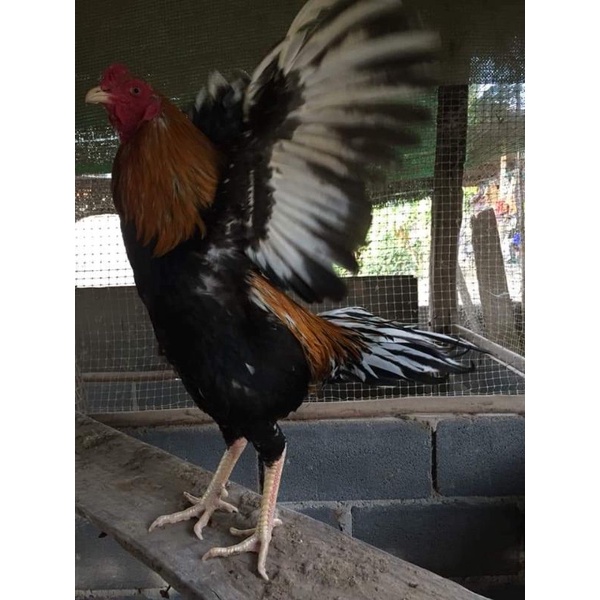 Telur Fertil Ayam LHK / ekor lidi/ bangkok