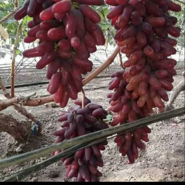 Bibit Anggur Import Karnaval ( carnival ) crv grafting original