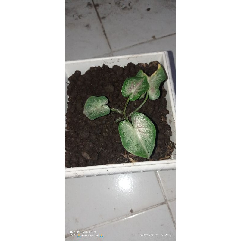 Bunga keladi Shycool ( cat tumpah ) pra Remaja