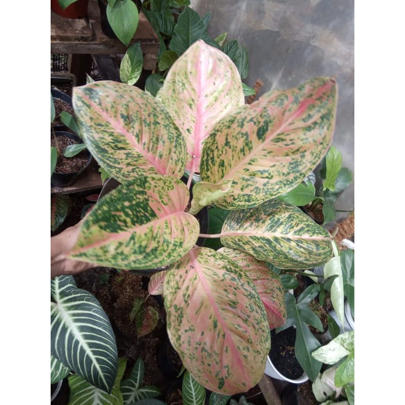 aglonema striptis (real pict) #tanamanaglonema #aglonema #striptis