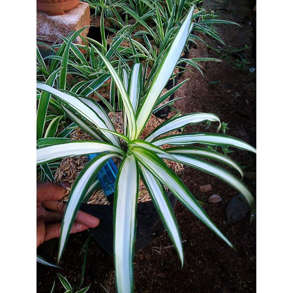 Tanaman Hias Lili Paris Putih / Chlorophytum Comosum
