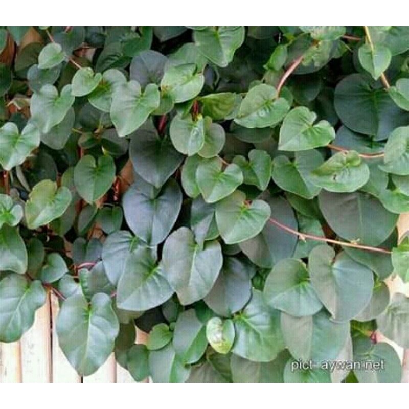 

daun binahong 250gram.