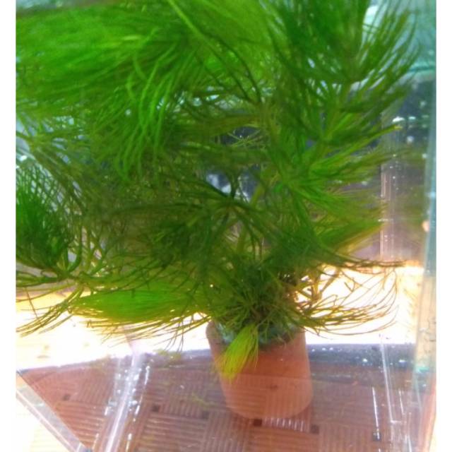 Tanaman air hydrilla