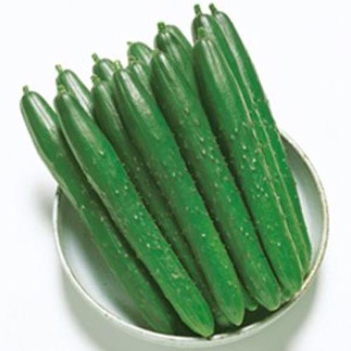 ISI PAKET 10 Biji - Benih Timun Jepang ROBERTO F1 -RSB1990