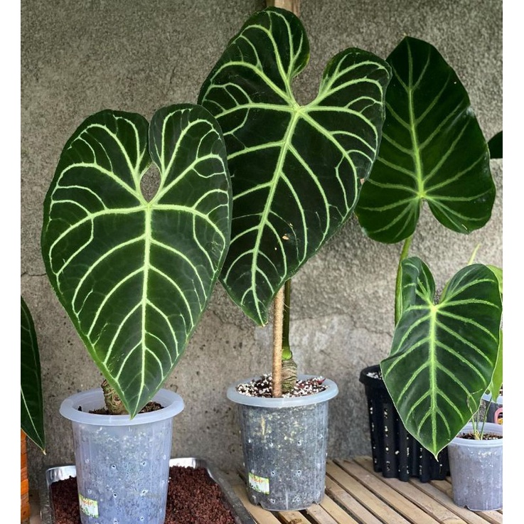 1 pcs antturium regale original produk+bonus menarik