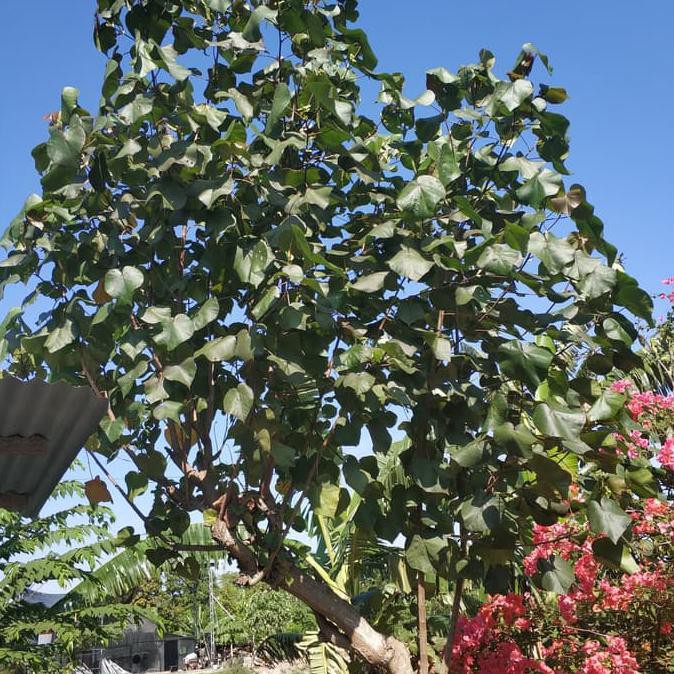 Jual Paling Laris 15 Bibit Batang Stek Pohon Waru Gunung Indonesia Shopee Indonesia