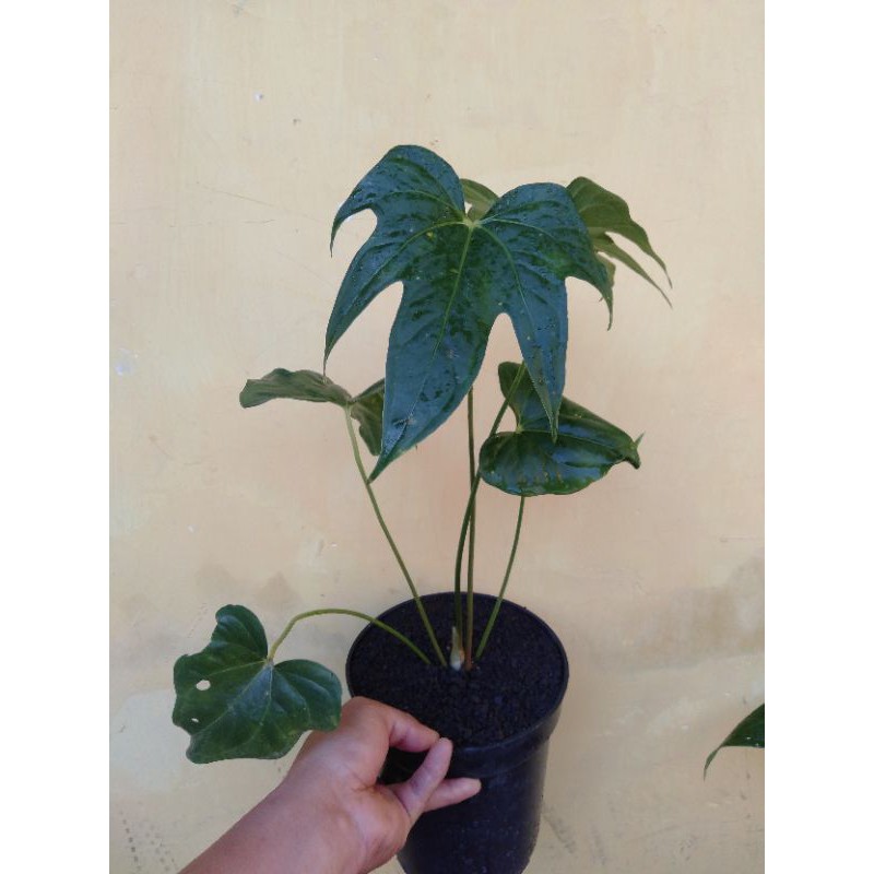 Anthurium jari /anthurium pedatoradiatum