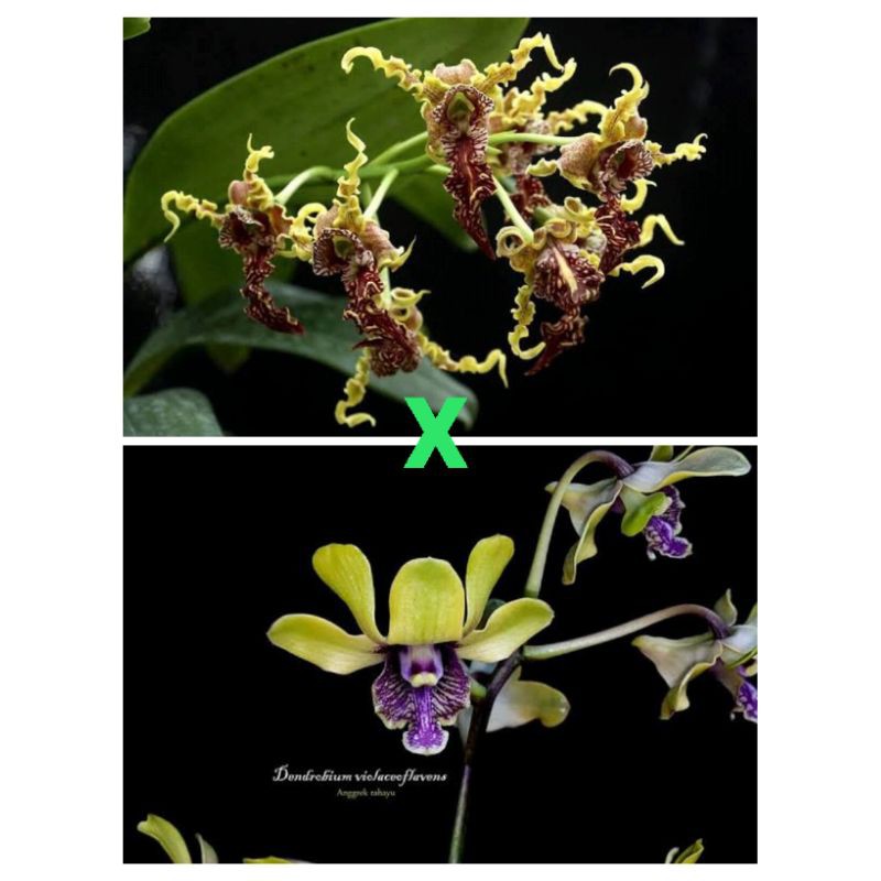 anggrek REMAJA dendrobium spectabile x violaceoflavens