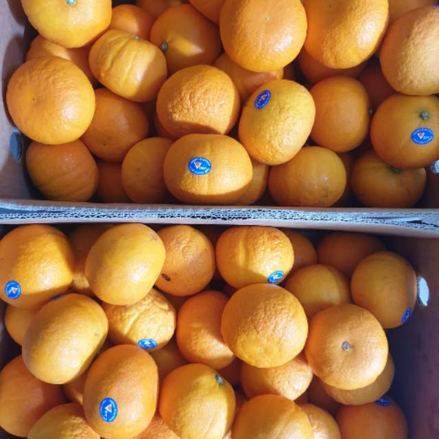 

Buah Jeruk honeymurcot.jeruk palembang