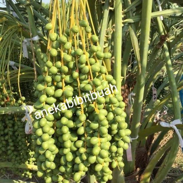 BIBIT KURMA TROPIS CEPAT BERBUAH