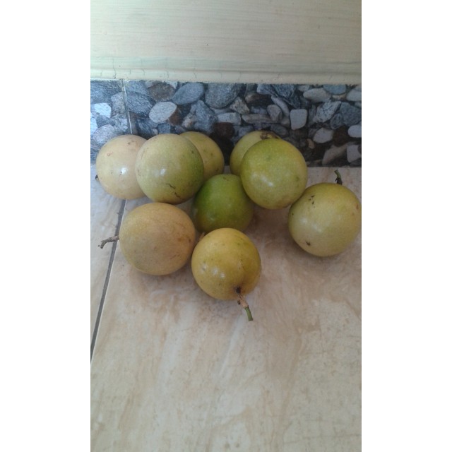 

terbaru buah markisa kuning 500 gram/fresh matang di pohon
