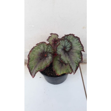 tanaman hias begonia keong merah / begonia escargot ping