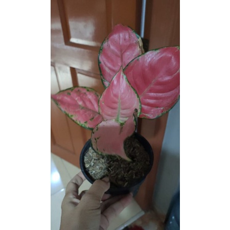paketan aglonema suksom anakan & pink catrina remaja