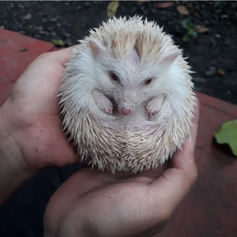 (dapet bonus) Landak mini (Hedgehog)