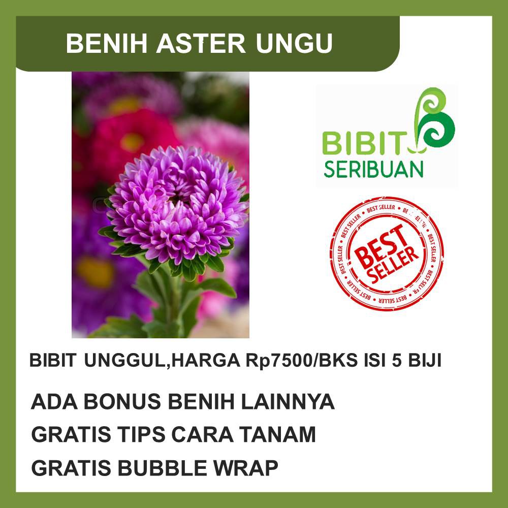 BENIH BUNGA ASTER UNGU
