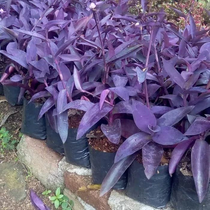 tanaman hias Adam hawa ungu - Tanaman hias nanas kerang - pohon hias MENJUAL Tanaman hias dan bibit