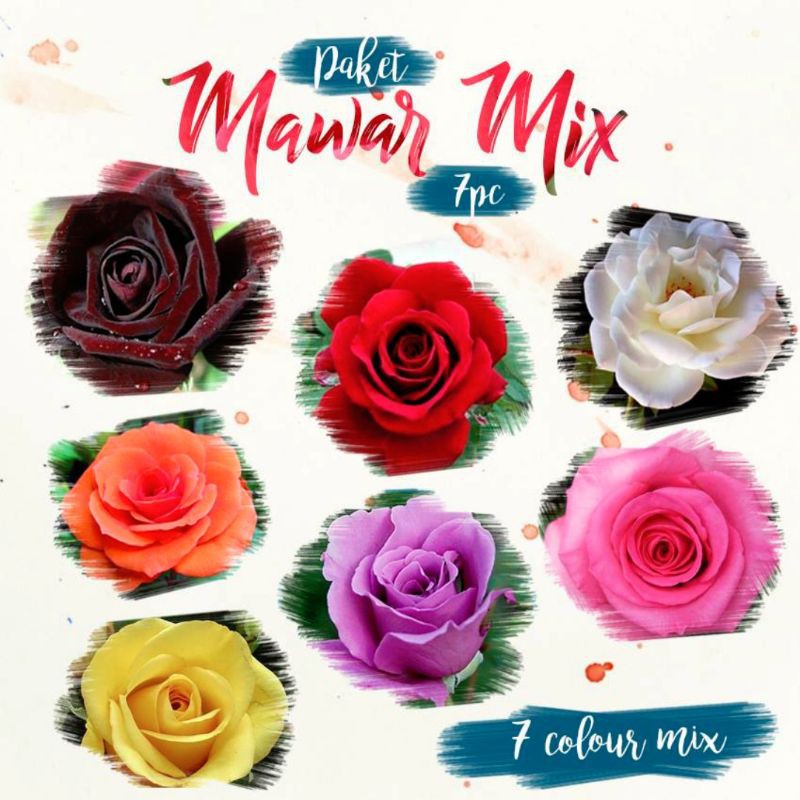 PAKET 7 MAWAR IMPORT KELOPAK BESAR