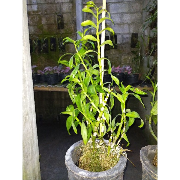 Anggrek Dendro Jumbo warna Random